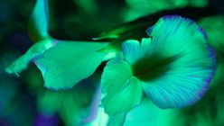 Bio-based serum transforms plants into fluorescent artworks