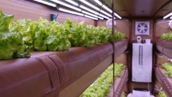 AirFarm revolutionises agriculture with world’s first inflatable aeroponic farm