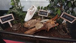 Eco sneaker: Puma shoes that turn into soil