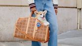 Pharrell Williams and Louis Vuitton launch luxury dog collection